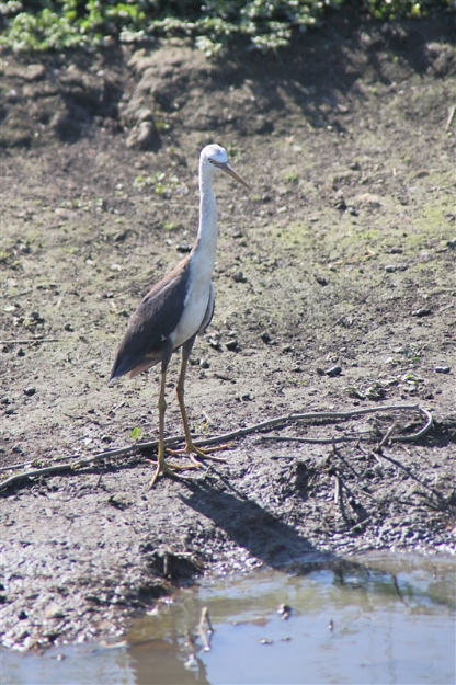 _800Mt Borradaile - Cooper Creek_5667_m_PiedHeron